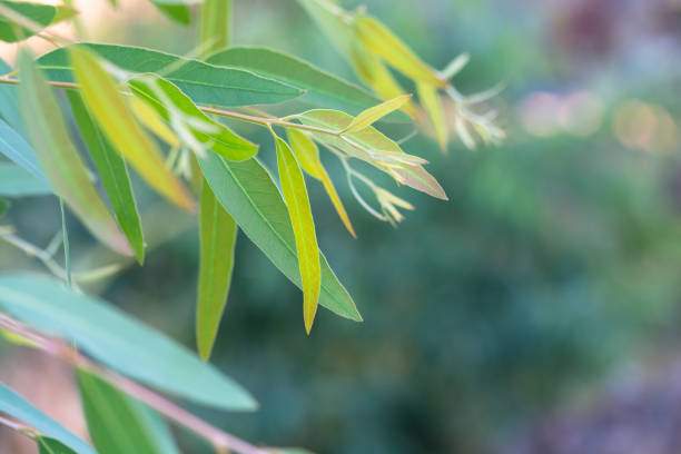 Eucalyptus Sheets vs. Cotton: Which is Better for Your Sleep and Skin?